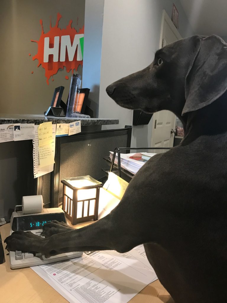Luna, our HMC dog receptionist!